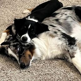 Miniature Australian Shepherds from Sweet N Sassy  Australian Shepherds