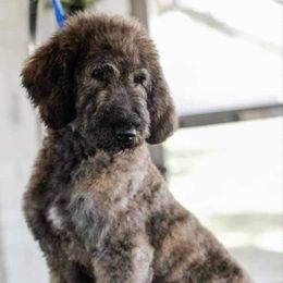 Cardi - Goldendoodle