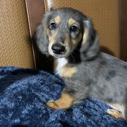 Birch - Black and tan Dachshund puppy in Saint Petersburg, Florida from Channelledox