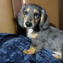 Birch - Black and tan Dachshund puppy in Saint Petersburg, Florida from Channelledox