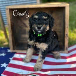 Bernedoodle Puppies from Cobble Creek Puppies