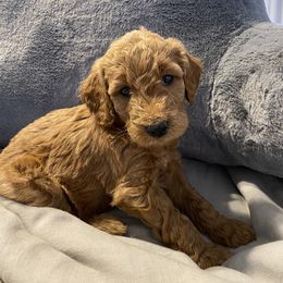 Goldendoodle Puppies from Heartshine Doodles