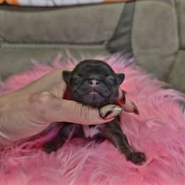 Agrias - Black gold and white female Shih Tzu puppy in Lancaster, Ohio from Wandering Tzu