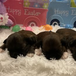 Shih Tzus from Be Dazzled Shihtzu
