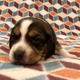 Beagle Puppies from Beech Grove Beagles