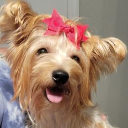 River - Yorkshire Terrier