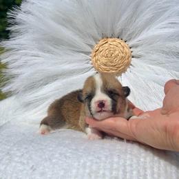 Frost - Red and white male American Corgi puppy in Florida from Sunrise Corgis