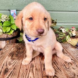 Yellow Male Blue Collar - Yellow male Labrador Retriever puppy in Ozark, Arkansas from Middle Ridge Retrievers