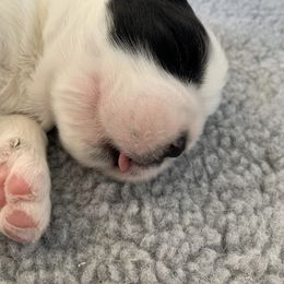 Saint Bernard Puppies from Avant-Gard Saint Bernards