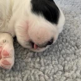 Saint Bernard Puppies from Avant-Gard Saint Bernards