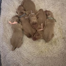 Boy 1 - male Golden Retriever puppy in Shingle Springs, California from Sun Ridge Goldens