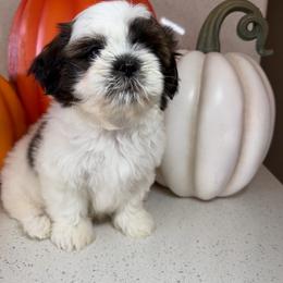 Luna - Black gold and white female Shih Tzu puppy in Bullhead City, Arizona from Arizona Shih Tzu Land