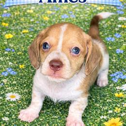 Ames - Cream male Dachshund puppy in Lexington, Oklahoma from BooneDox Miniature Dachshunds