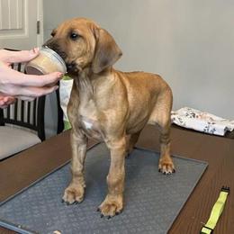 Lt Green Boy - Rd whtn blk nose male Rhodesian Ridgeback puppy in Evening Shade, Missouri from Sans Peur Ridgebacks
