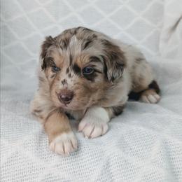 Boy 4 Black - Red merle male Australian Shepherd puppy in Yakima, Washington from Naches Heights Ranch