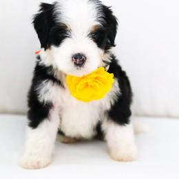 Faith - Black tri-color female Aussiedoodle puppy in Diamond Bar, California from Furrytaildoodles