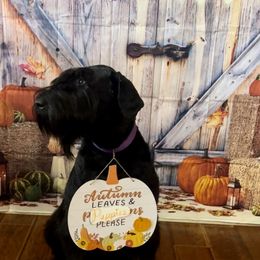 Akili - Giant Schnauzer