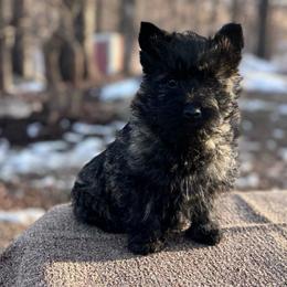 Luna - Red brindle female Cairn Terrier puppy in Mountain Grove, Missouri from CreekTop