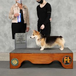 Xander - Pembroke Welsh Corgi