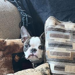 Coco - Brindle and white female Boston Terrier puppy in Red Bluff, California from SunnyValley Bostons