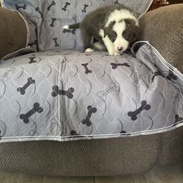 King - Blue male Border Collie puppy in Defuniak Springs, Florida from Blue Cypress Stock dogs