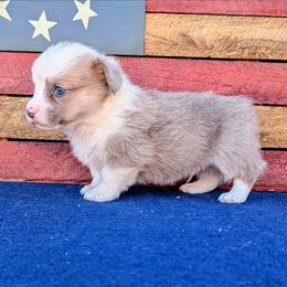 Kirk - Fawn merle male American Corgi puppy in Shawnee, Oklahoma from Sunray Ranch