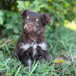Pomapoo Violet - Chocolate and tan female Pomeranian puppy in Stuart, Virginia from Lil Aussie Posse