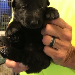Boy 1 - German Shepherd puppy in Mount Airy, Maryland from Vereinigte Stolz Schaferhund