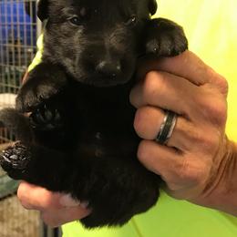 Boy 1 - German Shepherd puppy in Mount Airy, Maryland from Vereinigte Stolz Schaferhund