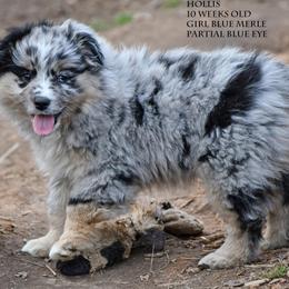 Hollis - Blue merle female Miniature Australian Shepherd puppy in Patterson, North Carolina from DreamLine Aussies