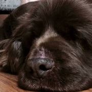 Sussex Spaniels from Primetime Sussex Spaniels