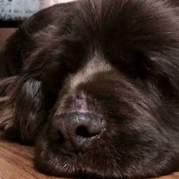 Sussex Spaniels from Primetime Sussex Spaniels