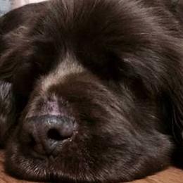Sussex Spaniels from Primetime Sussex Spaniels