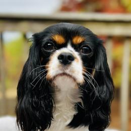 Cavalier King Charles Spaniels from Junebug Cavaliers