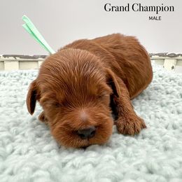 Grand Champion - Red  male Goldendoodle puppy in Sunman, Indiana from Brunsman Country Doodles LLC