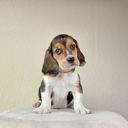 Lime Collar 'Liam' - Black brown and white male Basset Hound puppy in Valley, Washington from Peaceful Valley Paws