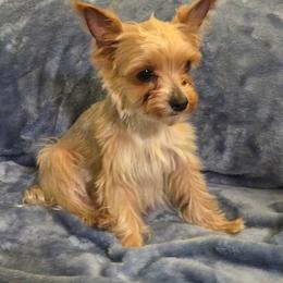 Bebe - Yorkshire Terrier
