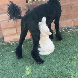 Goldendoodle Puppies from Arizona Doodles