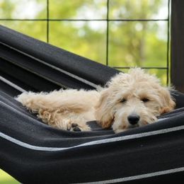 Eyden - Labradoodle