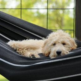 Eyden - Labradoodle