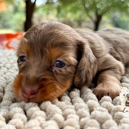 Aspen - Dapple male Dachshund puppy in Alto, Texas from Double W Doxies