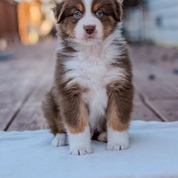 Australian Shepherd Puppies from FireHart Aussies