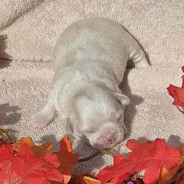 Cream Boy - Cream and white male Shih Tzu puppy in Vinita, Oklahoma from Locust Creek Shih Tzu & Havanese