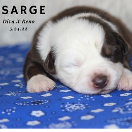 Australian Shepherd, Miniature Australian Shepherd, and Toy Australian Shepherd Puppies from TK Standard, Mini, & Toy Aussies