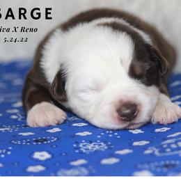 Australian Shepherd, Miniature Australian Shepherd, and Toy Australian Shepherd Puppies from TK Standard, Mini, & Toy Aussies