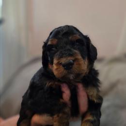 Freddy - Phantom male Bernedoodle puppy in Malden, Illinois from Doting Doodles