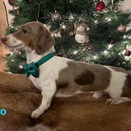 Leo - Dachshund