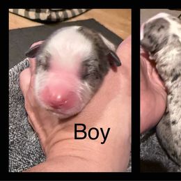 Miniature Australian Shepherd Puppies from South Branch Mini Aussies