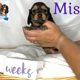 Dachshund Puppies from Shannon Dolly’s Dachshunds