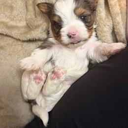 Nugget - Parti male Yorkshire Terrier puppy in Aurora, Colorado from Lovely Yorkies Colorado